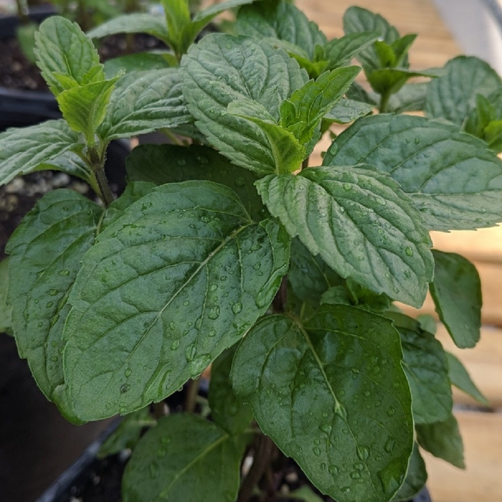 French Mint