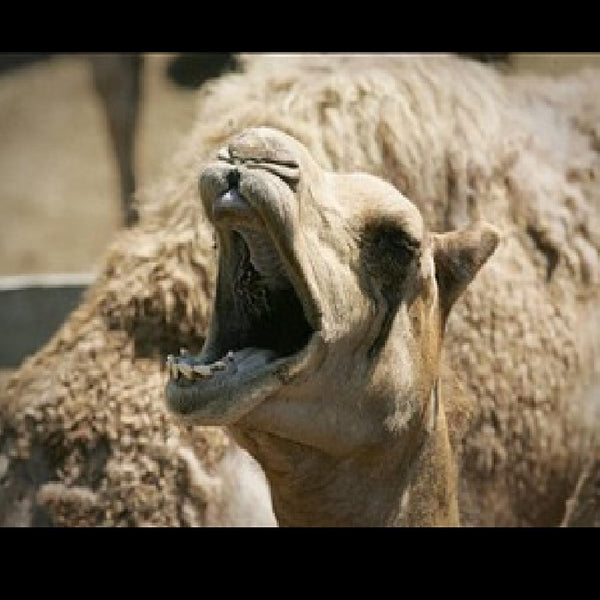 Camel Killer