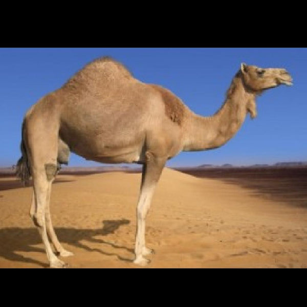 Camel's Back