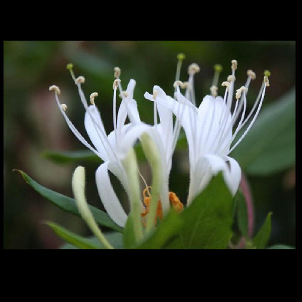 Honeysuckle