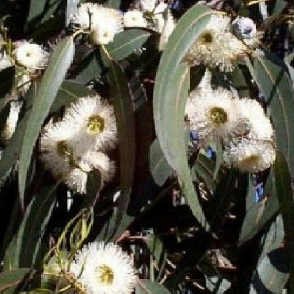Super Eucalyptus