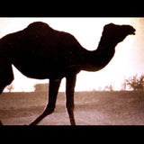 Vanilla Camel's Back